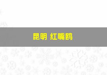 昆明 红嘴鸥